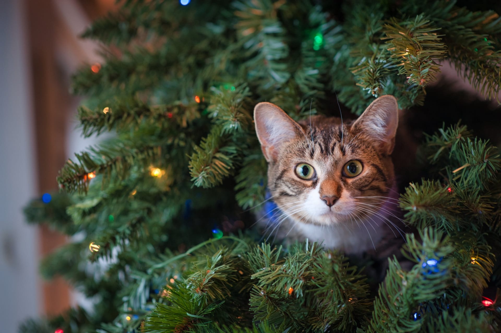 Vánoční stromeček je pro zvířata díky barvám a světýlkům velkým lákadlem
