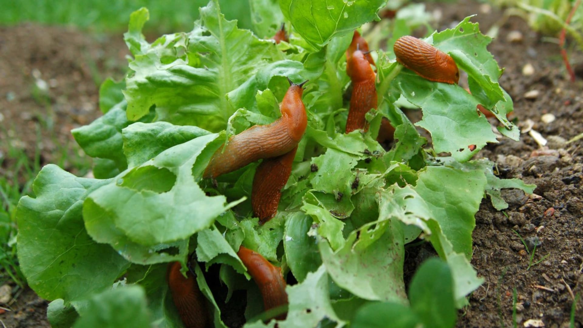 Hlávkový salát bývají oblíbenou pochoutkou slimáků a plzáků,  proto se kromě různých pastí a jiné ochrany vyplatí pěstovat v blízkosti salátu aromatické bylinky, které odrazují slimáky od hostiny