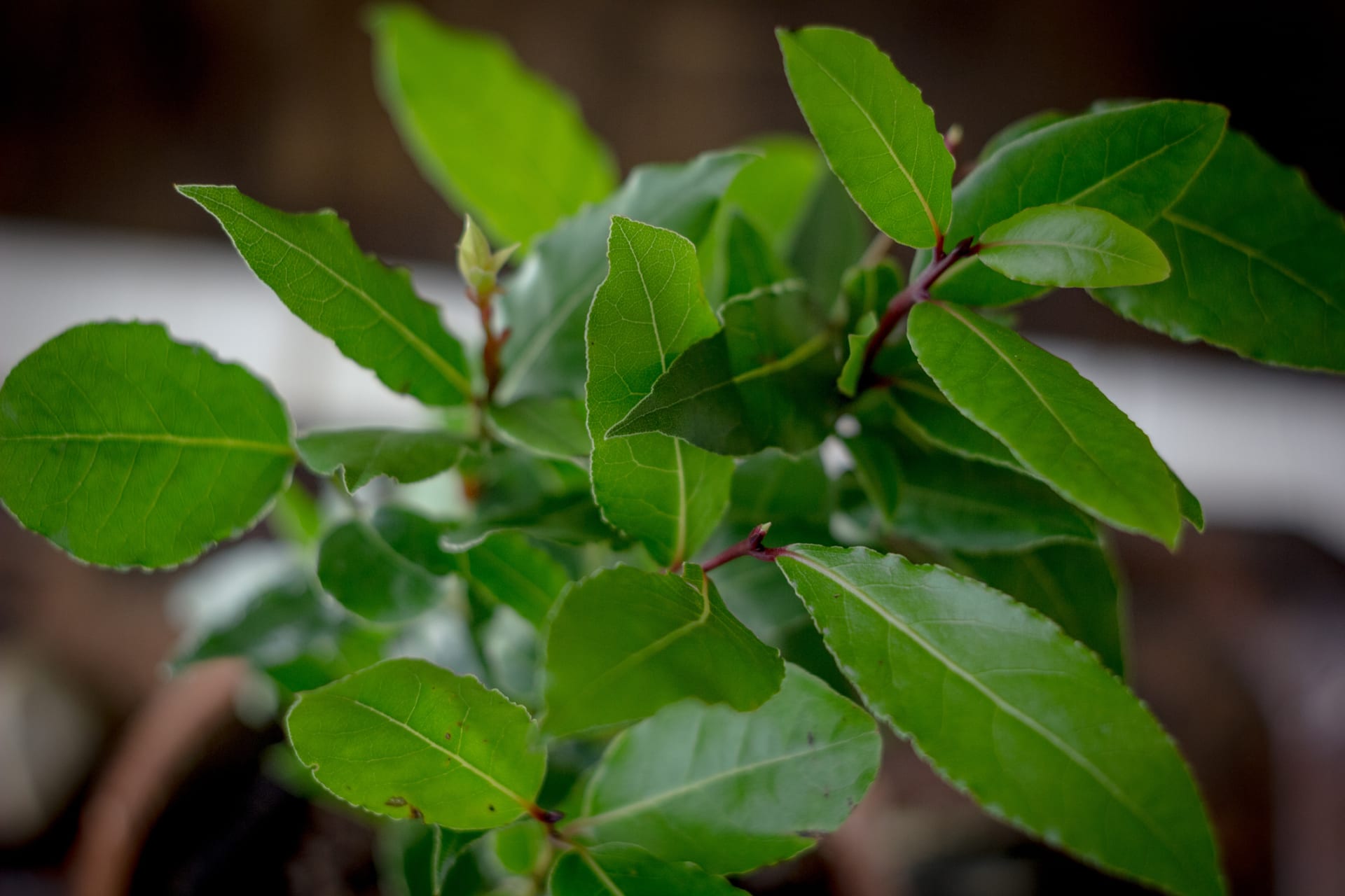 Bobkový list si můžete pěstovat i doma