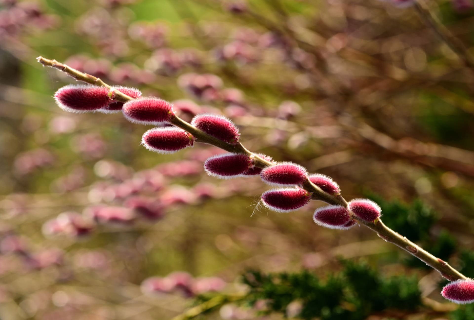 Vrba štíhlopestíková (Salix gracilistyla)