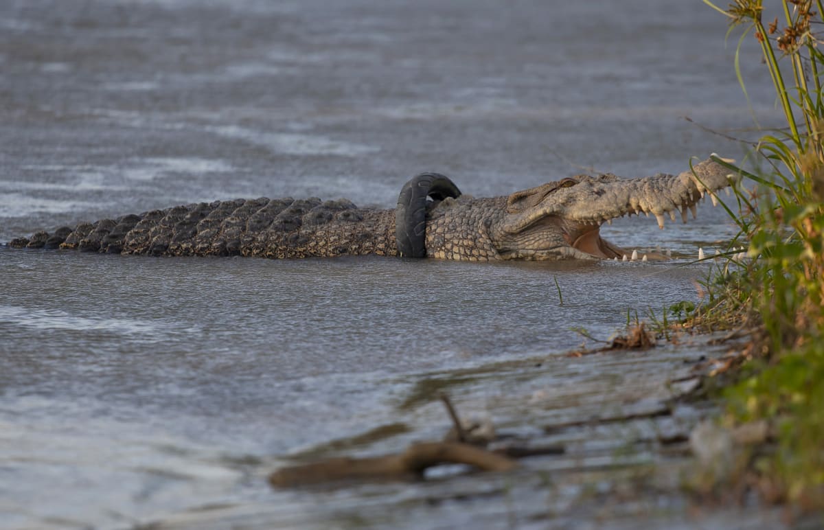 Krokodýl měl kolem krku pneumatiku šest let.