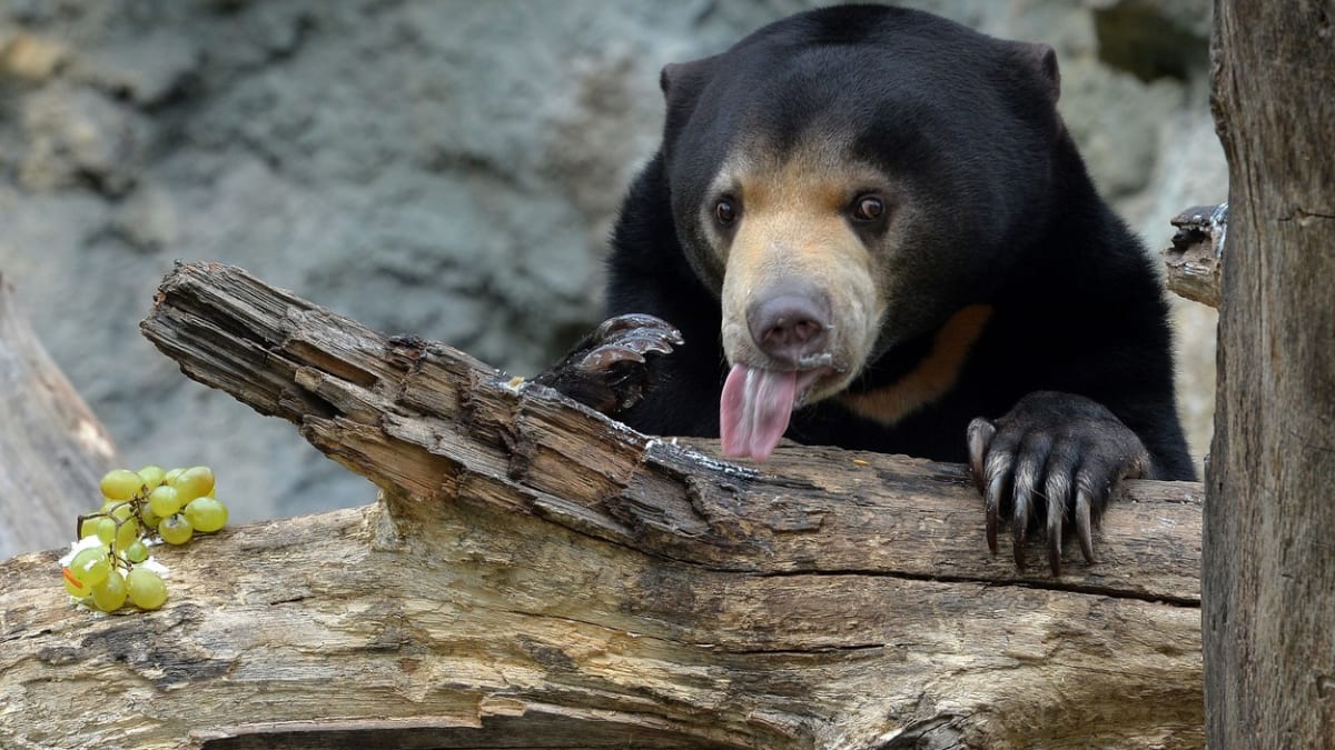 V zoo v Ústí nad Labem můžete vidět medvěda malajského.