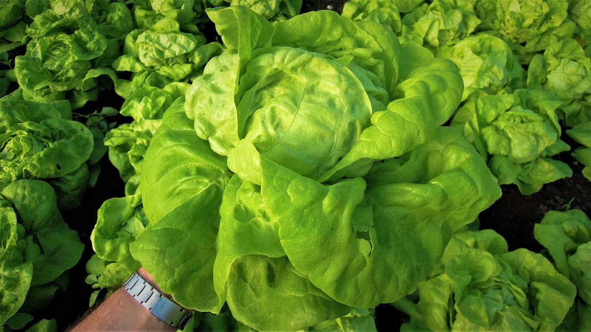 Hlávkový salát (locika setá neboli locika salátová Lactuca sativa) patří k nejstarší a nejpěstovanější listové zelenině. Na snímku odrůda Deon.
