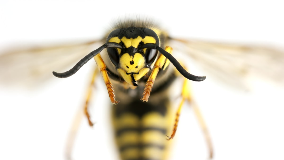 Štípance a bodnutí: Víte, který hmyz je nejnebezpečnější a jak se bránit?