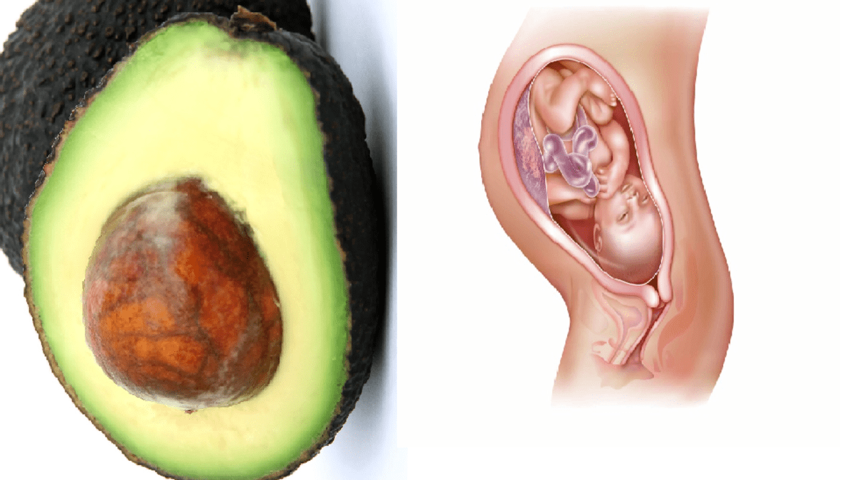 Avokádo a ženská děloha