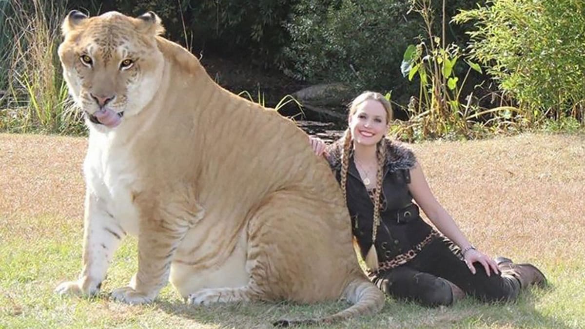 Ligr (též psáno liger) je kříženec mezi samcem lva a samicí tygra. Pokud je nám známo, žijí tyto kočky pouze v zajetí, kde jsou chovány záměrně. Na snímku je Hercules – největší liger na světě. Váží cca 410 kg
