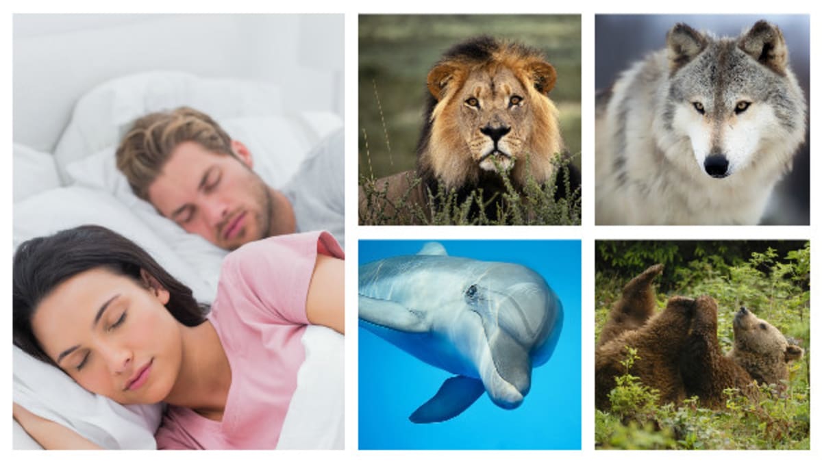 Chování kterého zvířete připomíná váš spánek?