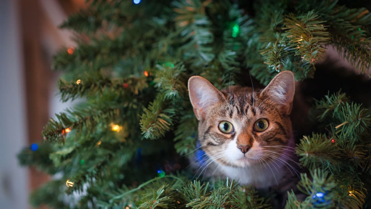 Vánoční stromeček je pro zvířata díky barvám a světýlkům velkým lákadlem