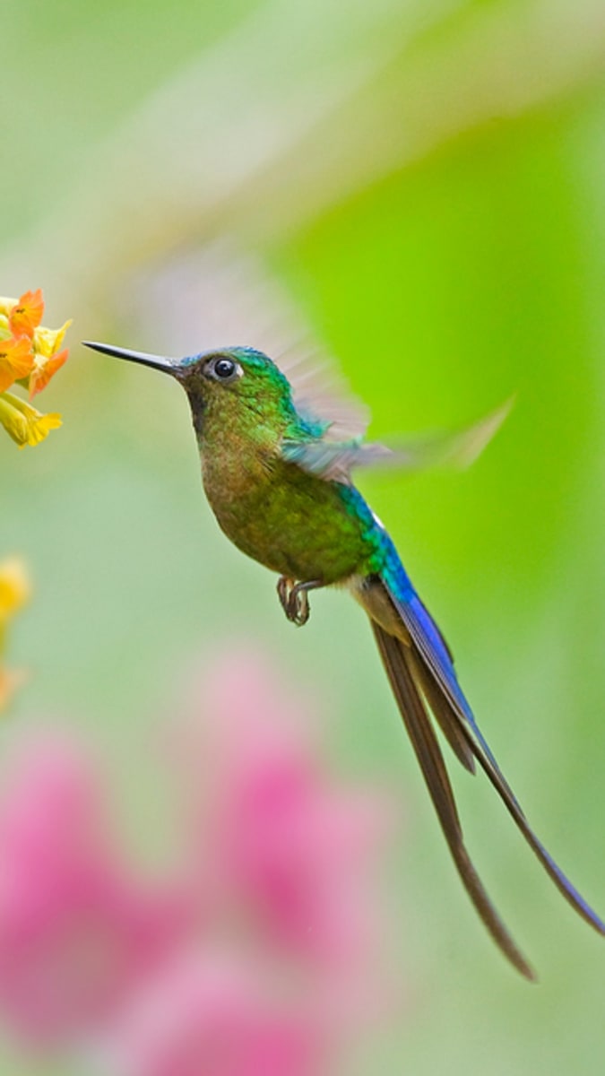 přírodní tipy kolibřík