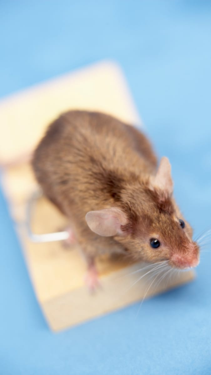 nejšílenější trendy myši