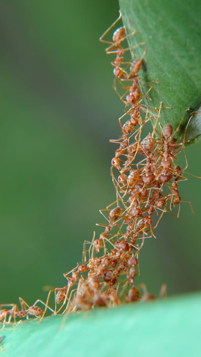 Pozor na těchto 12 symbolů ve vašich snech mravenci