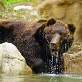 Zoo Děčín  je jedna z nejkrásnějších zoologických zahrad u nás. Medvědy potěšíte dárkem v podobě ovoce, zeleniny a pudinku v prášku.