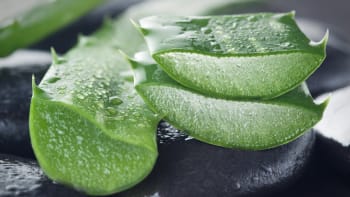 Aloe vera: Léčivý zázrak, který vám může i pěkně zavařit