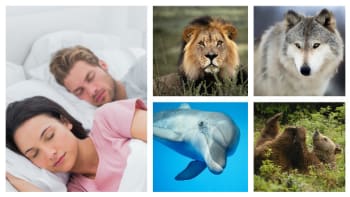 Spíte jako medvěd, delfín, vlk nebo lev? A jak to ovlivňuje vaše zdraví?