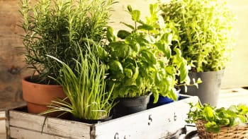 Domácí lékárnička ze zahrady: 5 chutných bylinek, které podpoří vaše zdraví