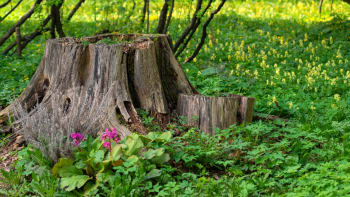 Mrtvé dřevo neodklízejte: Přehnaně čistá zahrada nemá hmyzu co nabídnout
