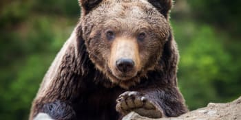 U Tater usmrtili medvědici, zůstala po ní dvě mláďata. Mohla ohrozit lidi, tvrdí správci