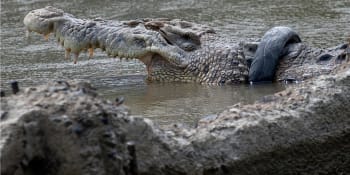 Odvážný zachránce osvobodil pětimetrového krokodýla od pneumatiky. Zvíře se léta dusilo