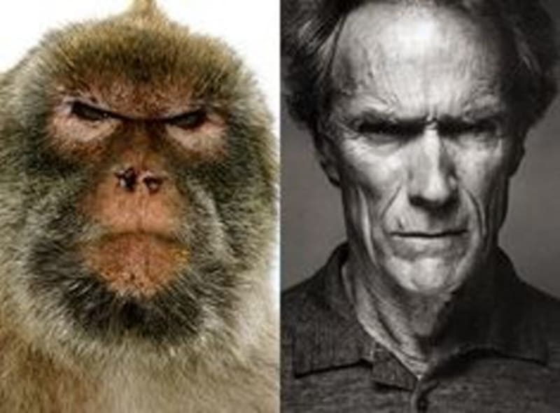 To je ale výraz, kdo vám přijde drsnější opice nebo Clint Eastwood?