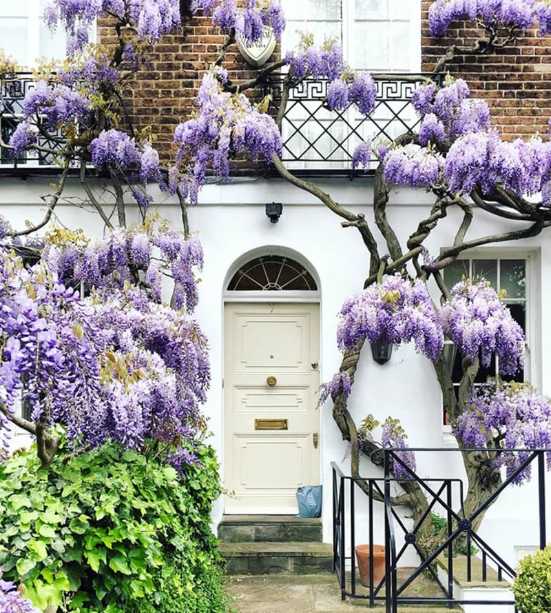 Nejkrásnější rozkvetlé dveře Londýna 6