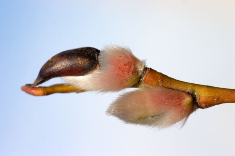 Vrba štíhlopestíková (Salix gracilistyla)