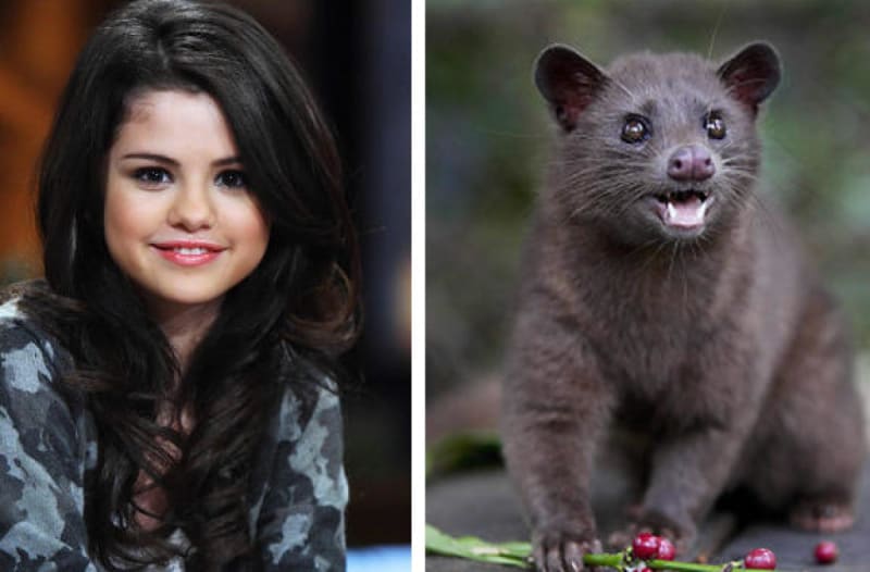 Krásná zpěvačka Selena Gomez je taky taková malá šelmička jako tato cibetka