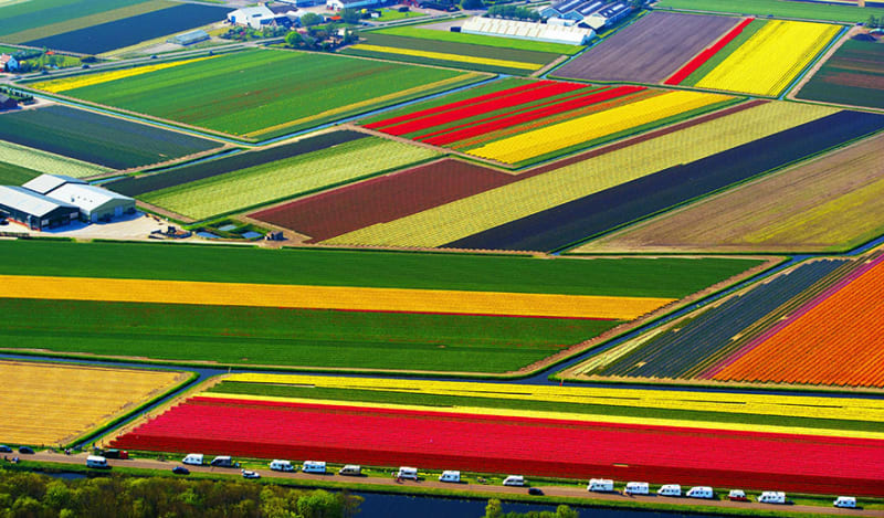 Tulipánová pole, Nizozemsko