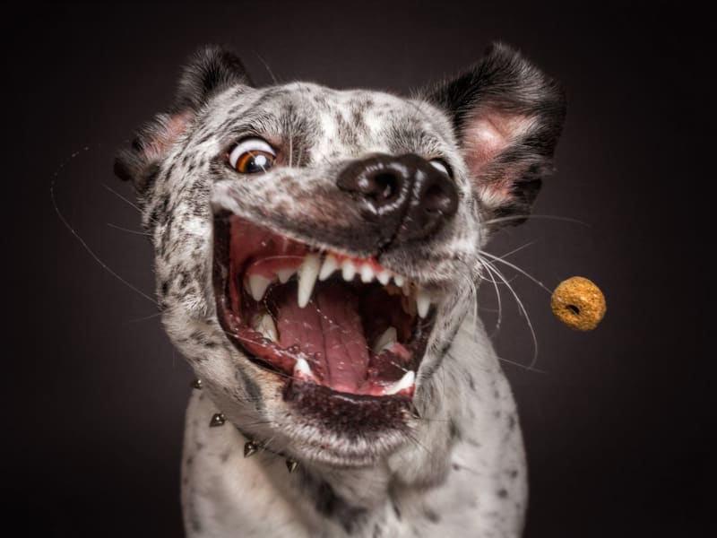 psi chytající jídlo - Obrázek 1