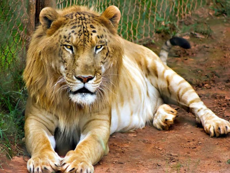 Tigon je kříženec tygřího samce (Panthera tigris) a lvice (Panthera leo)