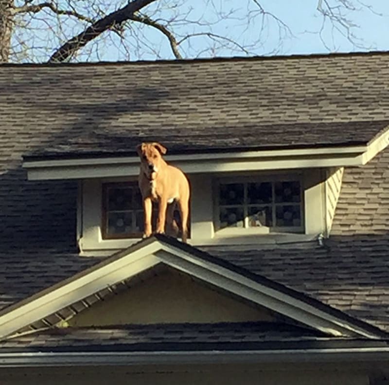 Vracíte se z práce a váš pes se prochází na střeše! Snad alespoň vašeho domu