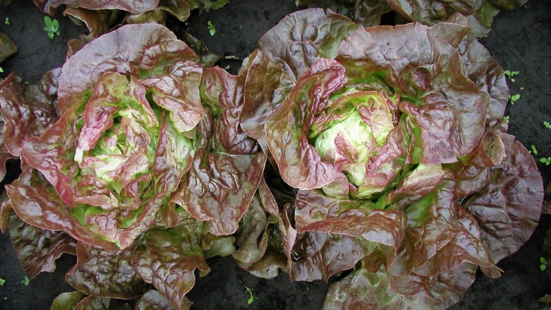 Hlávkový salát: první česká červenohlávková odrůda raného polního salátu Červánek která vytváří pevné těžké hlávky střední velikosti