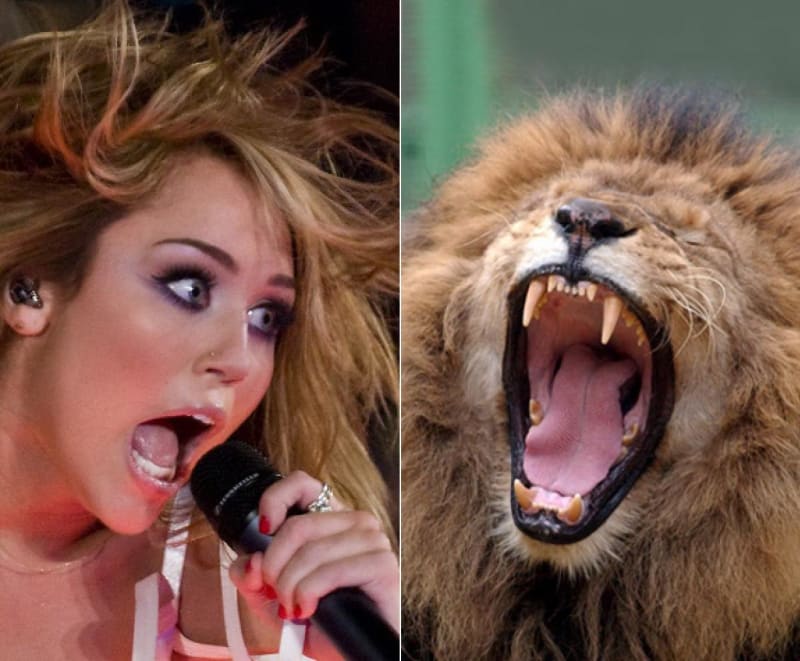 Pozor Miley, ten lev vypadá dost hladově! Ale ta podoba...