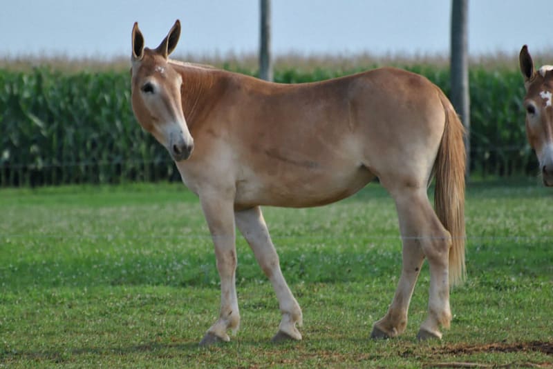 Mezek je kříženec samice osla domácího (Equus asinus f. domestica) se samcem koně domácího (Equus caballus)