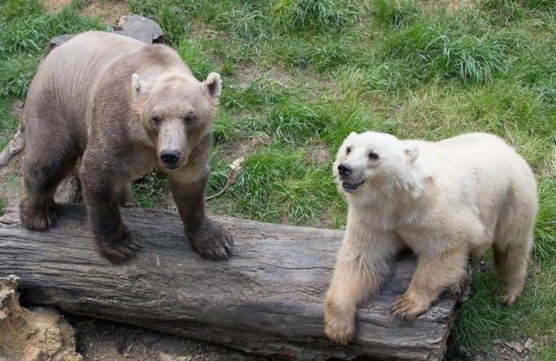 Medvěd pizzly - vzácně se vyskytující kříženec grizzlyho a ledního (polárního) medvěda