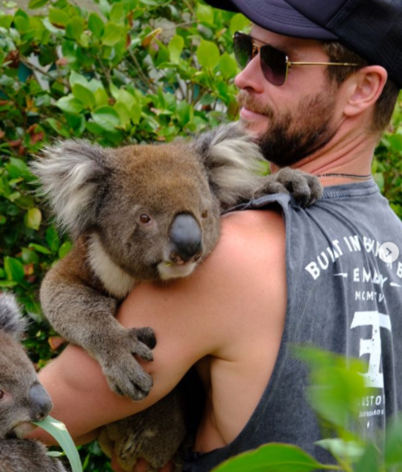 Chris Hemsworth se zapojil i do záchrany koal po požáru v Austrálii