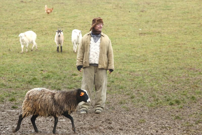 Maros Kramár jako pasáček ovcí