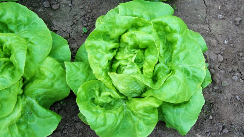 Hlávkový salát: jarní odrůda hlávkového salátu Major vyniká odolností k vybíhání a výraznou rezistencí k plísni salátové