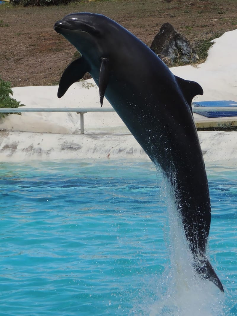 Wholphin nebo i Wolphin je extrémně vzácný hybrid, který se zrodil z páření samice delfína skákavého (Tursiops truncatus) a samce kosatky černé (Pseudorca crassidens)