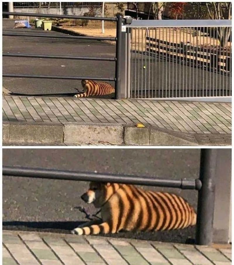 Tygr na procházce?