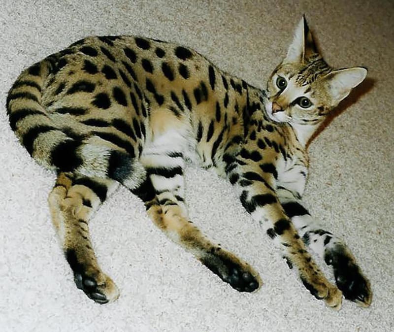 Savannah je hybridní plemeno koček. Jedná se o hybrid mezi servalem a kočkou domácí