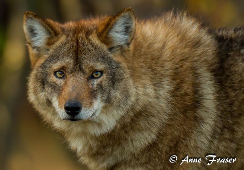 Coywolf (někdy nazývaný woyote) je neoficiální termín pro psovité hybridní plemeno vzniklé křížením kojotů a jedním ze tří dalších druhů psovitých šelem - šedého, východního a červeného vlka.