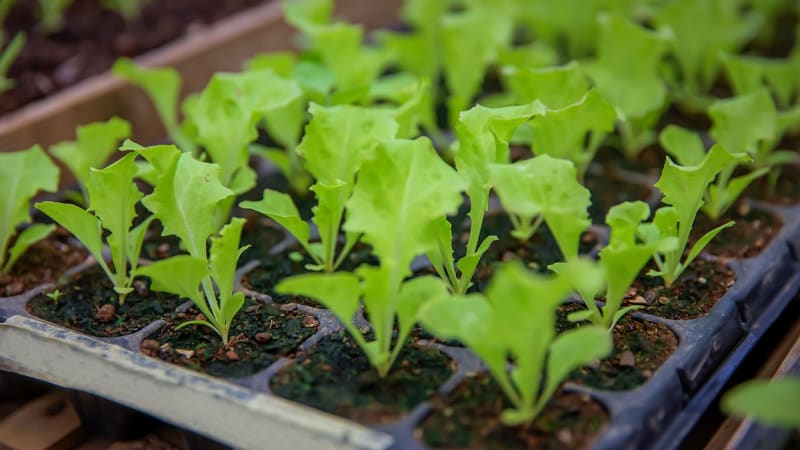 Hlávkový salát: semena vyséváme 8 až 12 týdnů před předpokládaným termínem výsadby. Platí, že čím je kratší den, tím delší je doba předpěstování