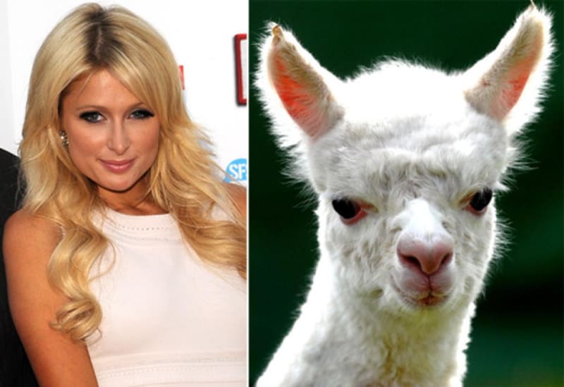 Má Paris Hilton oči něžné jako lama?