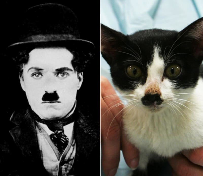 Charlie Chaplin a kočička... Ještě by se k nim dal přidat Adolf Hitler, co myslíte?