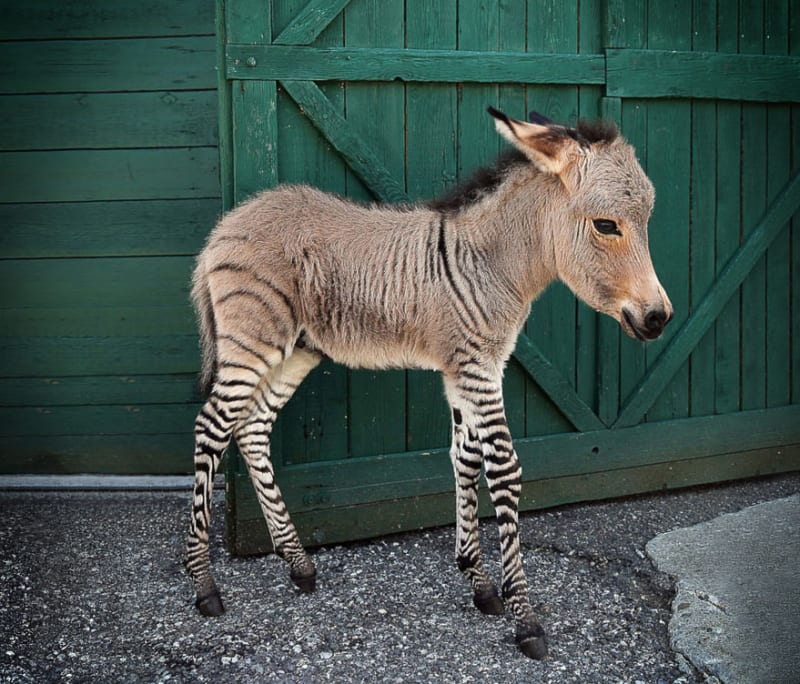 Zebroid (také zedonk, zorse, zonkey a zebmule) je potomkem křížení mezi zebrou a oslem, nebo jakýmkoliv jiným zvířetem z čeledi koňovitých