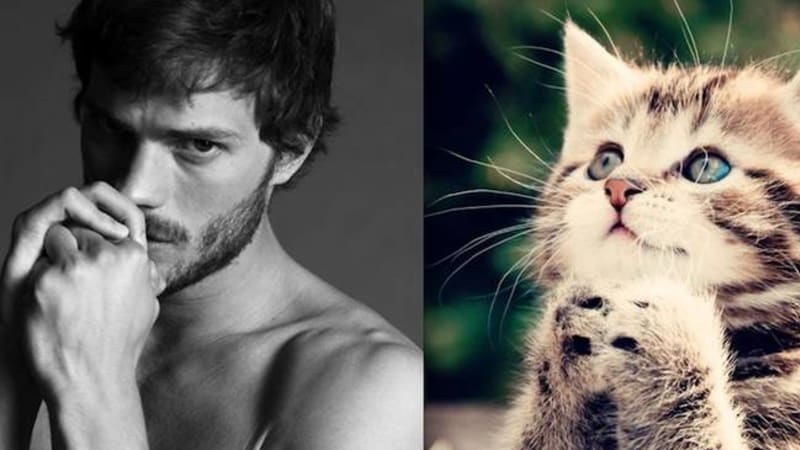 Slavní chlapíci mají dvojníky mezi kočkami: Kdo je roztomilejší?