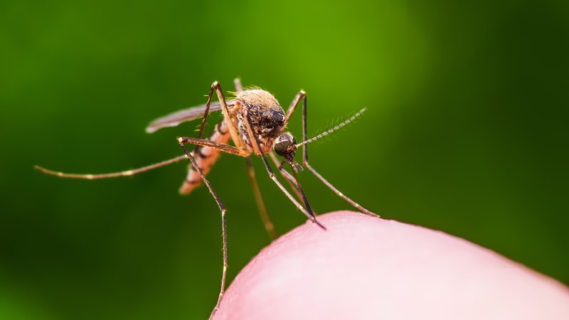Bylinkářka radí: Co odpudí komáry nebo vosy a čím ošetřit štípance a bodnutí?