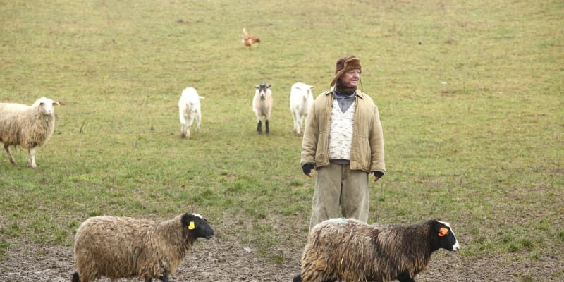 John pase na Slovensku ovce