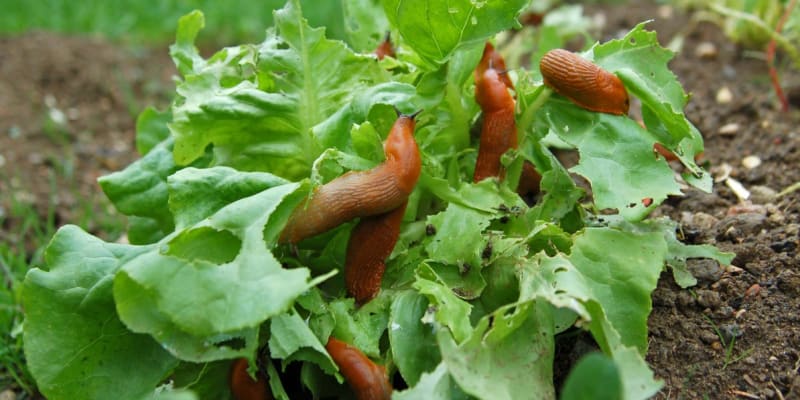 Hlávkový salát bývají oblíbenou pochoutkou slimáků a plzáků,  proto se kromě různých pastí a jiné ochrany vyplatí pěstovat v blízkosti salátu aromatické bylinky, které odrazují slimáky od hostiny