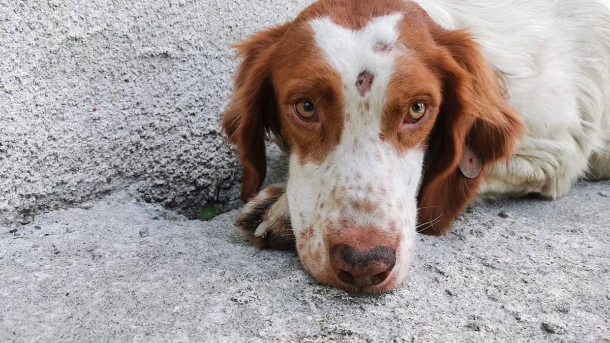 Potulní psi v Gruzii si zaslouží šanci